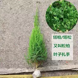 乔木;盆栽;灌木