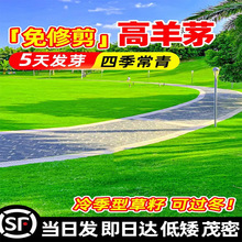 高羊茅草籽耐寒草坪种子四季青护坡绿化黑麦草早熟禾耐践踏庭院草