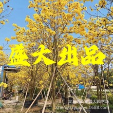 福建黄花风铃木基地  四川15公分黄花风铃木基地 广东风铃木价格