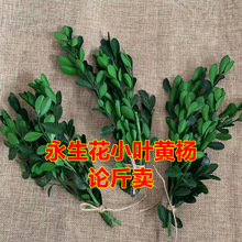 永生花小叶黄杨云南干花DIY花材 永生叶子花材材料包长青树论斤卖