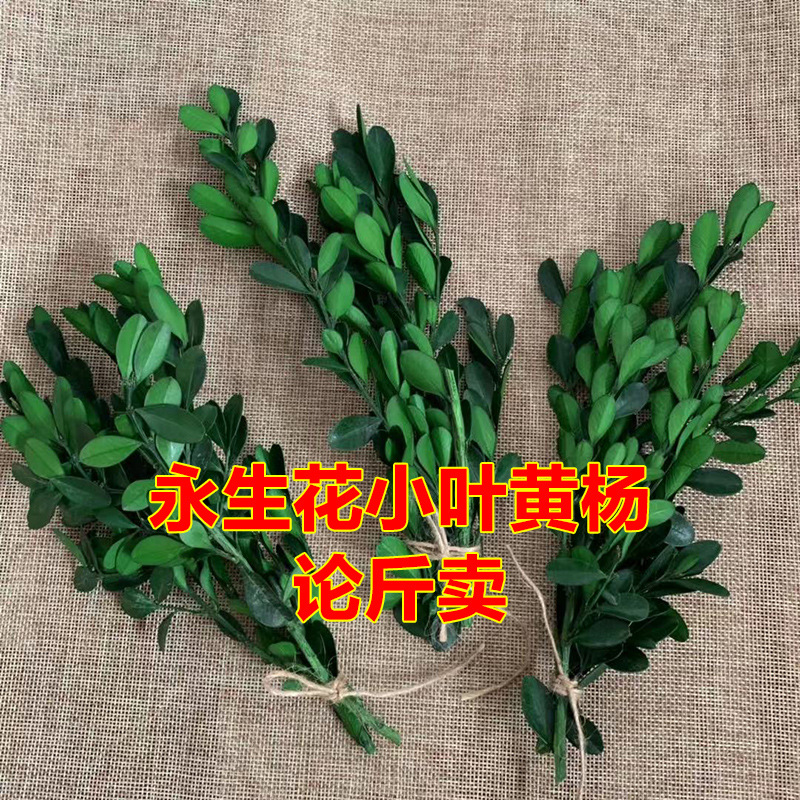 永生花小叶黄杨云南干花DIY花材 永生叶子花材材料包长青树论斤卖