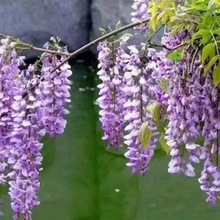 ��ˮ���໨���٘�������ֲ������������������Ԯ���Ի��������}��