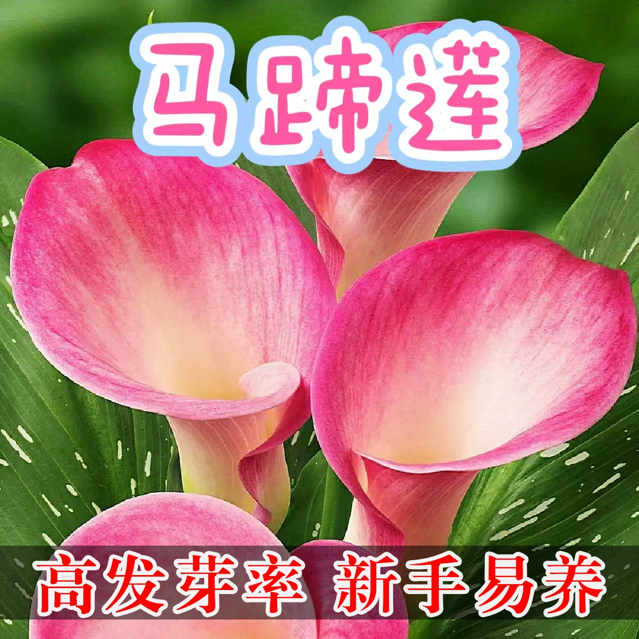 Цветные луковичные корешки лотоса импортные семенные шарики крытое наружное горшечное многолетнее высококлассное цветущее растение четыре сезона