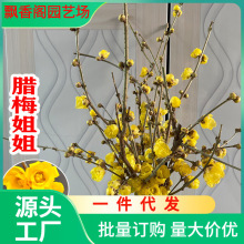 一件代发腊梅姐姐蜡红梅鲜切花鲜枝条水养插花卉浓香型玉兰带花苞