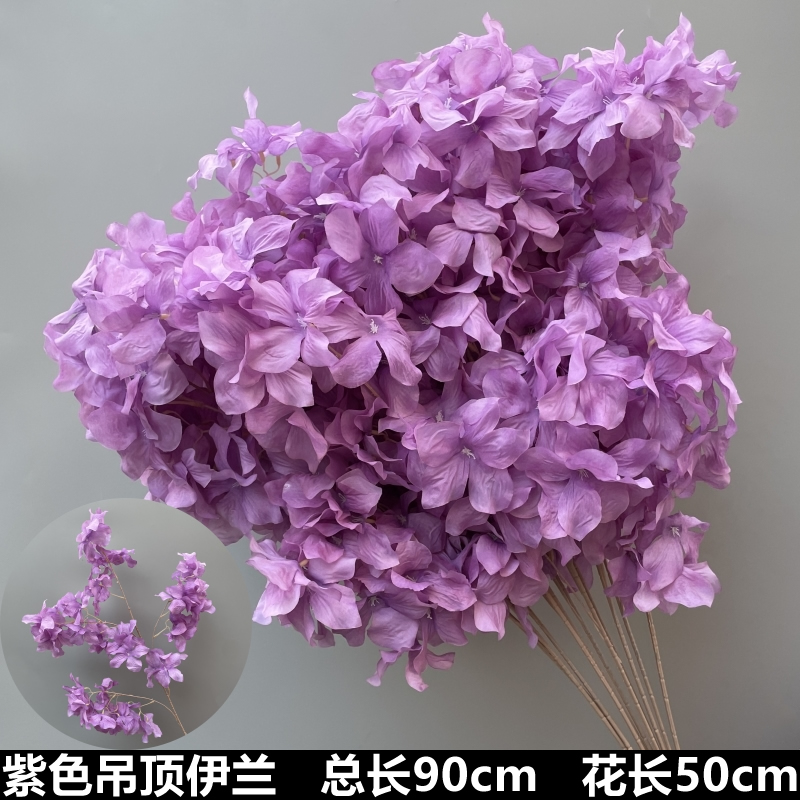 보라색 천장 일랑일랑