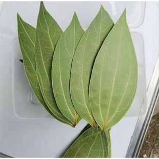 Laser Engraving Safe Leaf Drying Engraving Machine Tree Leaves Leaf Processing Photo Wholesale Specimen