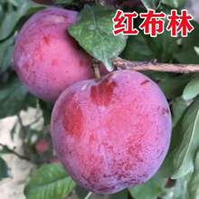 ���ڼt�������Ә����ش���Ʒ�N�޽ӹ������ͺ��ϱ����Nֲ����Y��