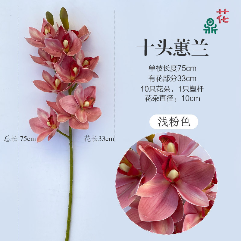 10 cymbidium cymbidium 빛 핑크