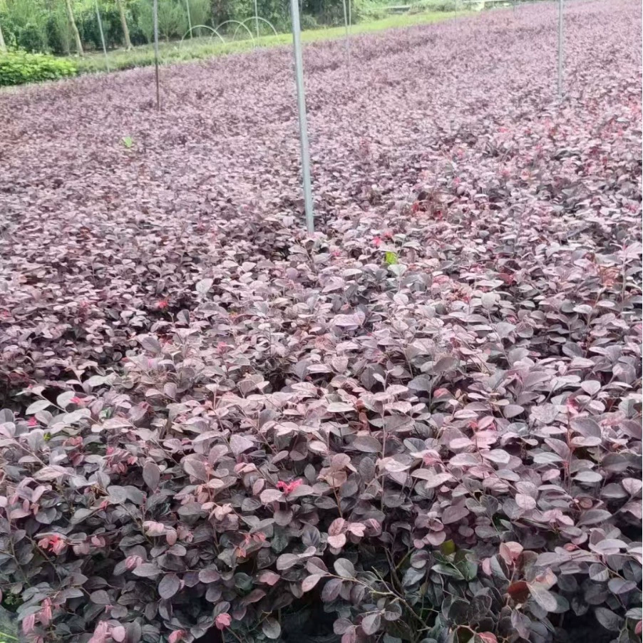 Саженцы красного гибискуса для озеленения ландшафта, саженцы чашечного красного гибискуса, шары для волос оптом, прямая доставка с базы