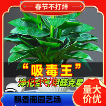 һ�����l�K������ԾG�}�j����ֲ���҃Ȼ�ˮ��Gֲ������B�G����