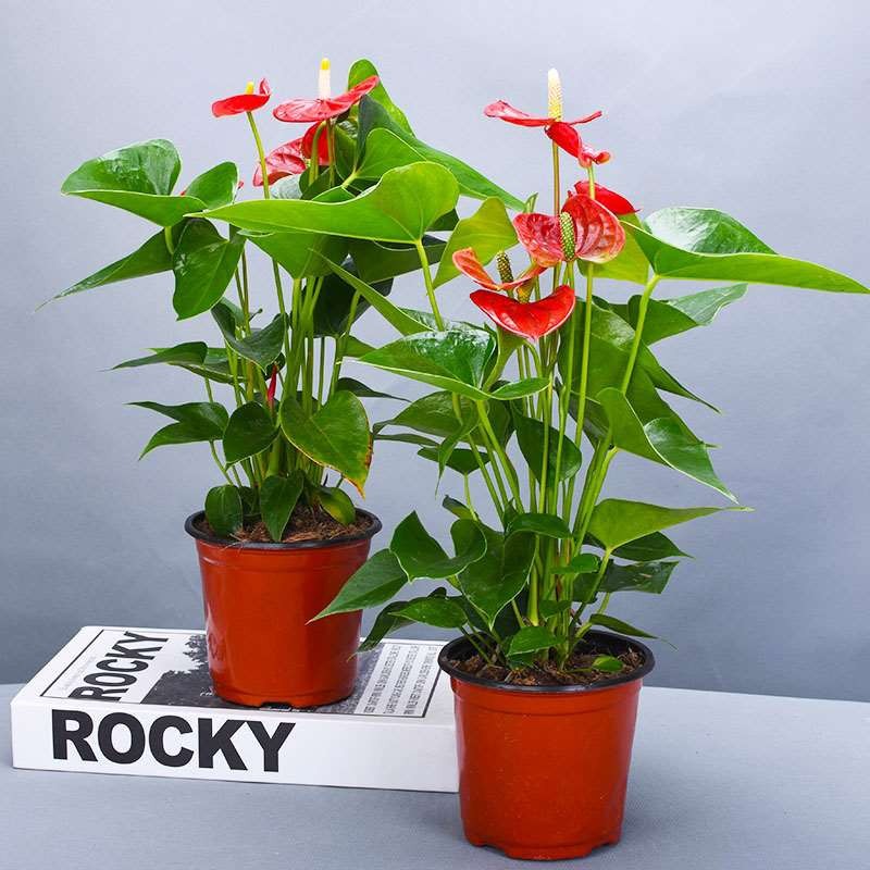 특별 제공 국화 3-5개 화분 2개(원래 화분) + 영양