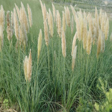 �^�p�ݱ��� ����y�Ӳ� ����Ȕ ���~���~��Ȕ ���~��β�� �W�t��