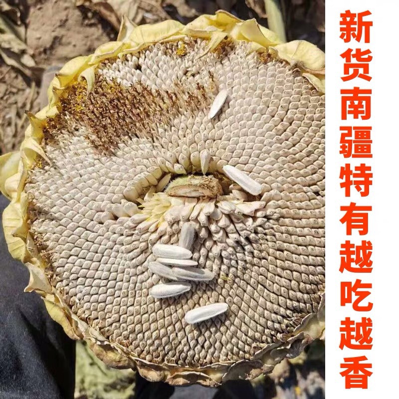 新疆白瓜子马牙瓜子500g阿克苏直发生瓜子自炒原味狼牙瓜子