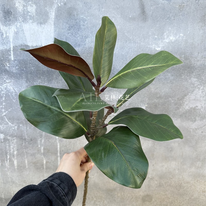 50cm 짧은 지점 목련 잎