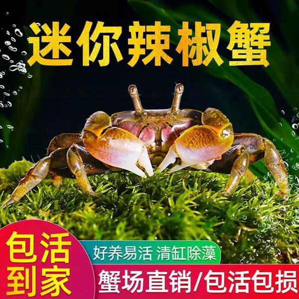 [【特价精品】迷你辣椒蟹15送5发20个]