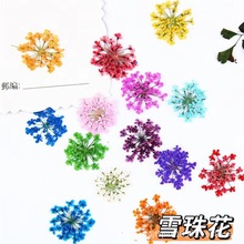 小号蕾丝 干花压花押花美甲美妆材料 天然真花植物标本滴胶手工材