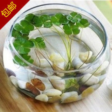 玻璃花盆 碗莲 睡莲 铜钱 荷花水培植物花瓶 鱼缸 大口径花瓶