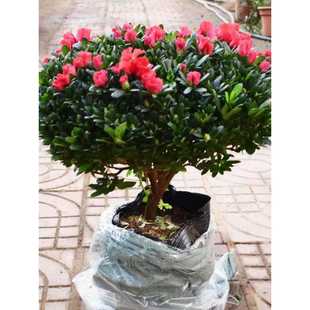 һ�����l���N�������ļ��_���ļ��������̨���ܾGֲ�辰�����՚�