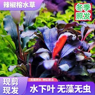 ������ˮ���~���`�{���������亣��ľ�쾰�ݸ�ϡ������ˮ�������
