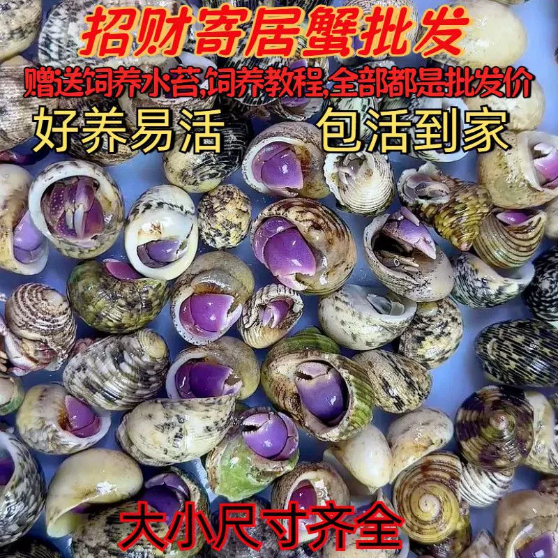 易养小豆丁宠物新手宠观赏蟹缸懒人蟹淡水爬