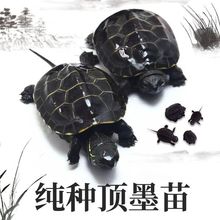外塘顶墨龟纯种全黑小乌龟活物宠物龟中华草龟苗墨龟全黑成年公公