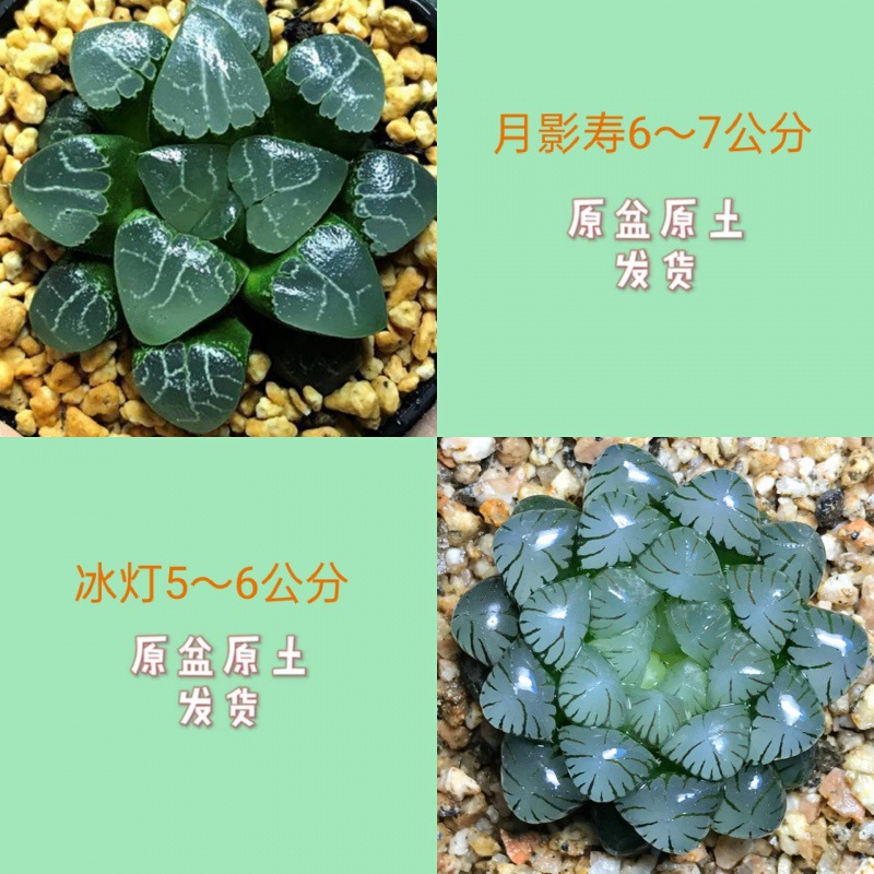 Yueyingshou + 얼음 랜턴(포장석 무료)