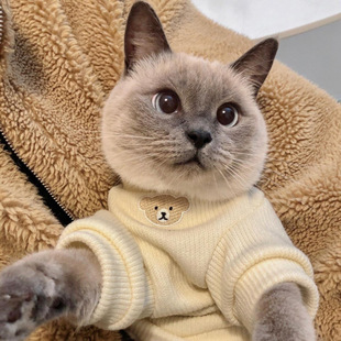 Cute kitten clothes wholesale pet autumn and winter warm fleece-lined sweater cloth puppet cat blue cat kitten anti-hair