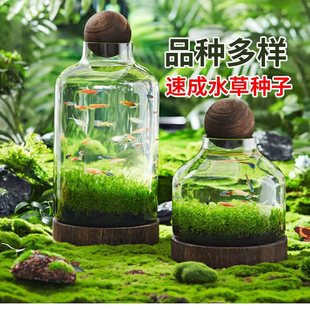 �~��ˮ�ݷN�����B�쾰�ײ�ֲ��N����ˮ�������������b�ţë