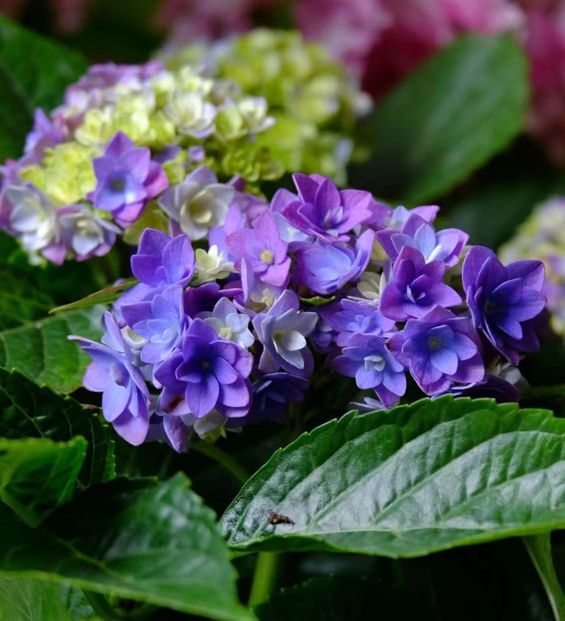 진한 파란색 (당신과 내가 동의함) 5갤런 - 높이 1m 상하 - 나무 프레임 ¥288.9 - 세면대 포함