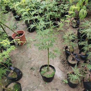 ��Ʒ����������ɫ�tɫ��ë���޽Ӽt�������̨ͥԺ�k����׃ɫ����