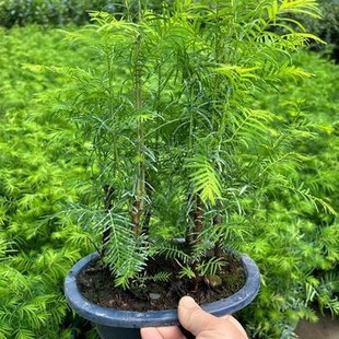 ˮɼ��������ɼ���~�G�����ͳ���Nˮ��ľɼ��ľ��ľ