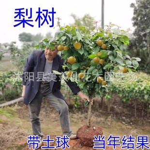 Large Pear Tree Fruit Seedlings Extra Large Courtyard Planting Pear Tree Grafted Seedlings South North Qiuyue Pear Cuiguan Pear Tree Fruit Saplings