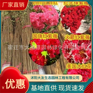 �Ͻ𻨻� �@����G��ֲ�����l �t����ޱ�仨 ���ռt��ޱ��