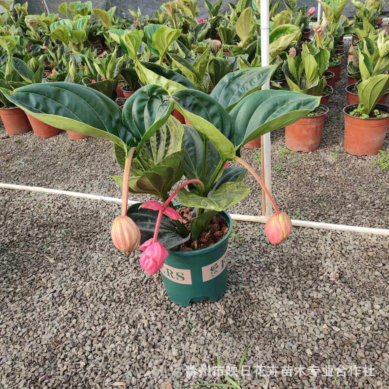 98b3d67353086a3bfe2343f07afc08