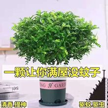 带盆正宗清香木胡椒木盆栽驱蚊草防虫绿植四季好养净化空气吸甲醛