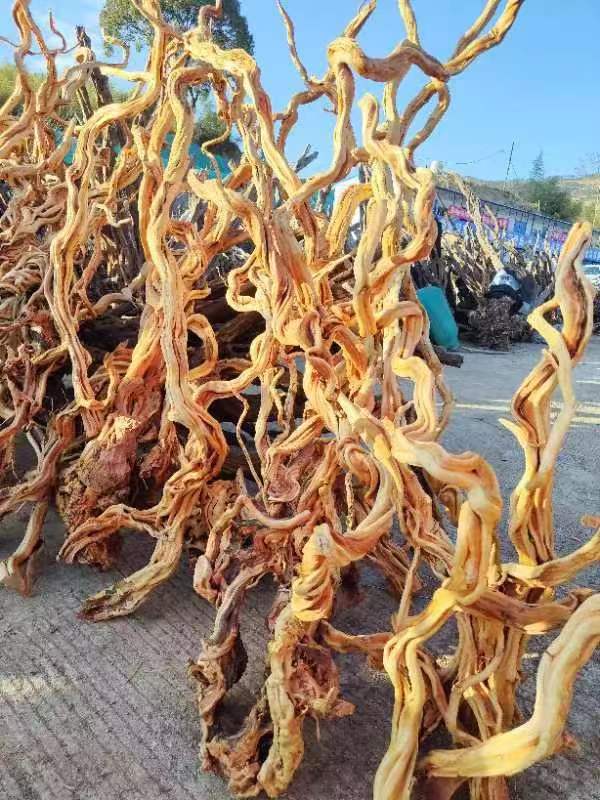 Новые корневые ветви рододендрона