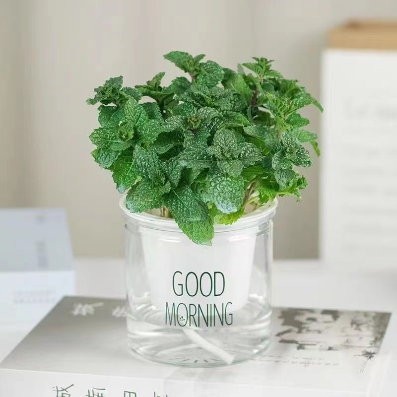 Mint potted edible lemon mint leaf hydraulic plant rosemary green…