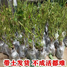 ꖹ�õ�������箔��Y��ͥԺ���������Ϸ������NֲƷ�N���ј���