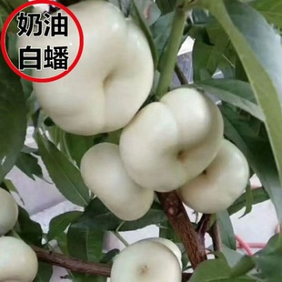 �t��Ҙ��������t�����޽���Ʒ�N��������Ҙ�����Ҙ�޽ӹ���