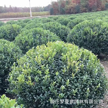 无刺枸骨球满堂红庭院植物工程苗四季常青景观绿化苗