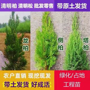 松柏树苗松树苗塔柏树苗塔松侧柏树苗龙柏树苗圆柏扁柏四季常青-阿里巴巴