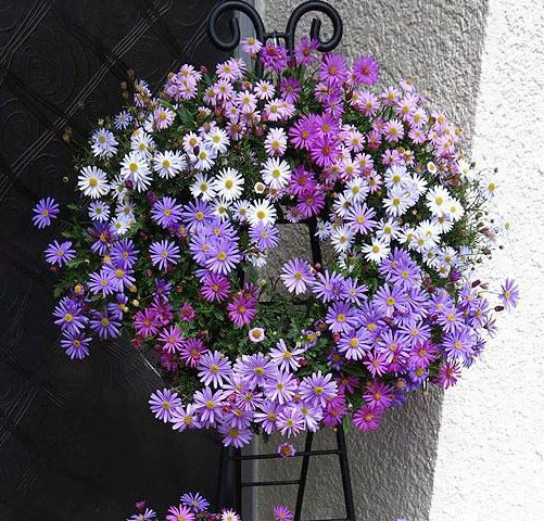 Многолетние Голландский Семена Хризантемы Карлик морозостойкий легко-к-расти Легко-жить Семена цветов Инь-как Семена цветов Открытый сад Семена цветов Семена