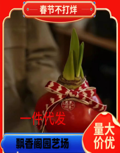 Perennial Amaryllis Flower Plant Collection, Flowering in All Seasons, Imported Double-Petaled Bulbs, Potted Indoor Florals