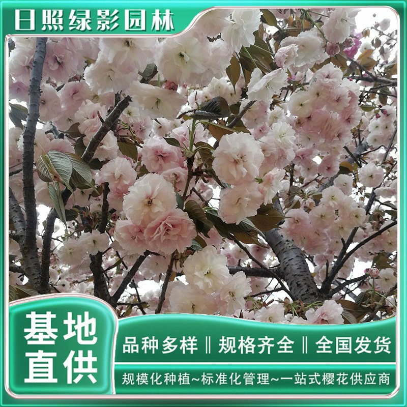 Шаньдун Пуксянь Слон саженец вишни Рассада Зеленый Теневой Сад Цветение вишни Происхождение выращивания 17 см Пуксянь Слон Вишня Цена рассады