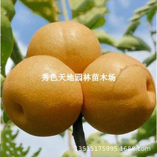 �޽��������ش��ɽ�S����������S�������Ϸ�����ͥԺ���Ե���