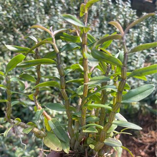 �㽭Ʒ�N�t�Uܛ�_�FƤʯ�������ʯ���N�����ֱ�N��Uɽ�Z����