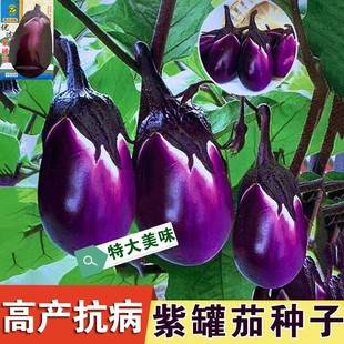 ��������������޽�����������Ʒ�N������t���ļ��������ɫ�Ĵ�