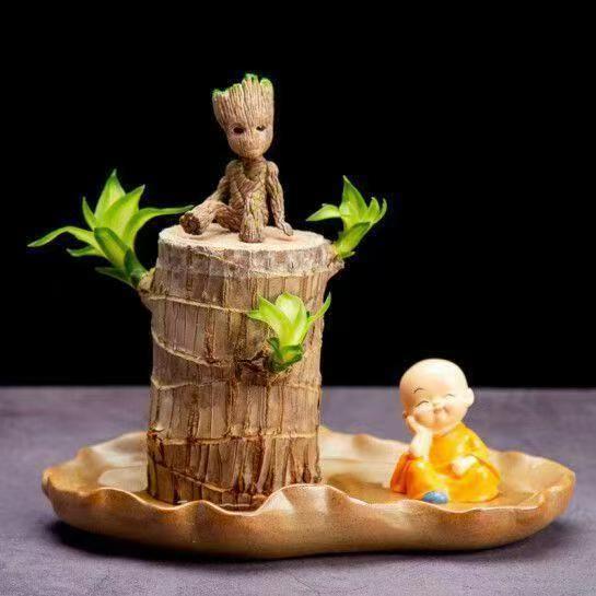 6- 7cm [발아 가능] 브라질우드 + 연잎 냄비 + 그루트 + 꼬마 스님