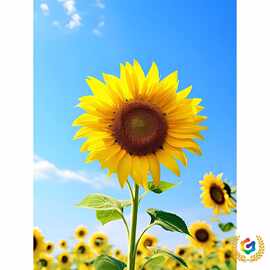 ❅系向日葵图片自粘贴画墙上门窗遮瑕衣柜室内装饰不干胶贴纸