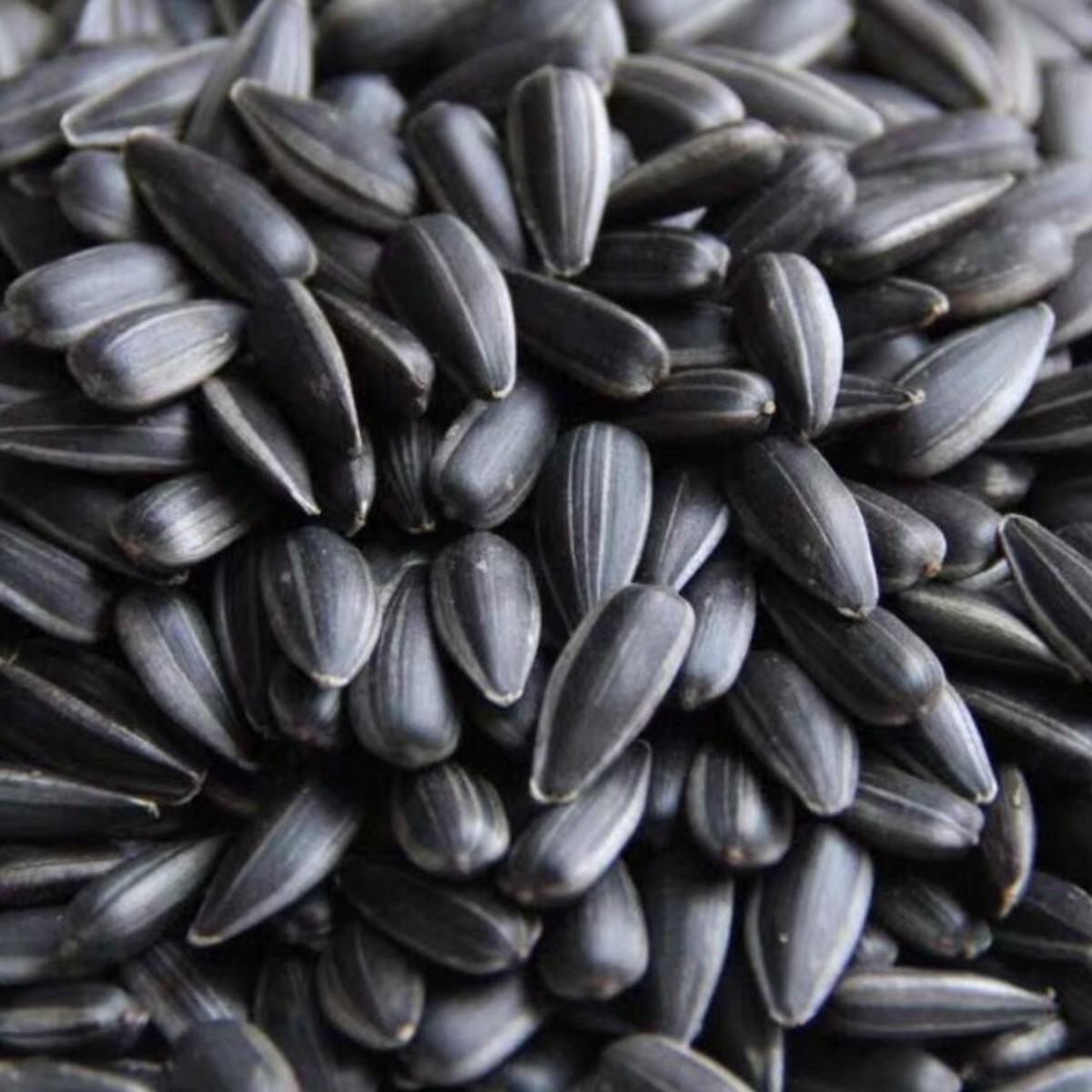 油葵黑珍珠瓜子生香5斤年货小油葵花籽2斤炒货熟奶油薄盐原味零食